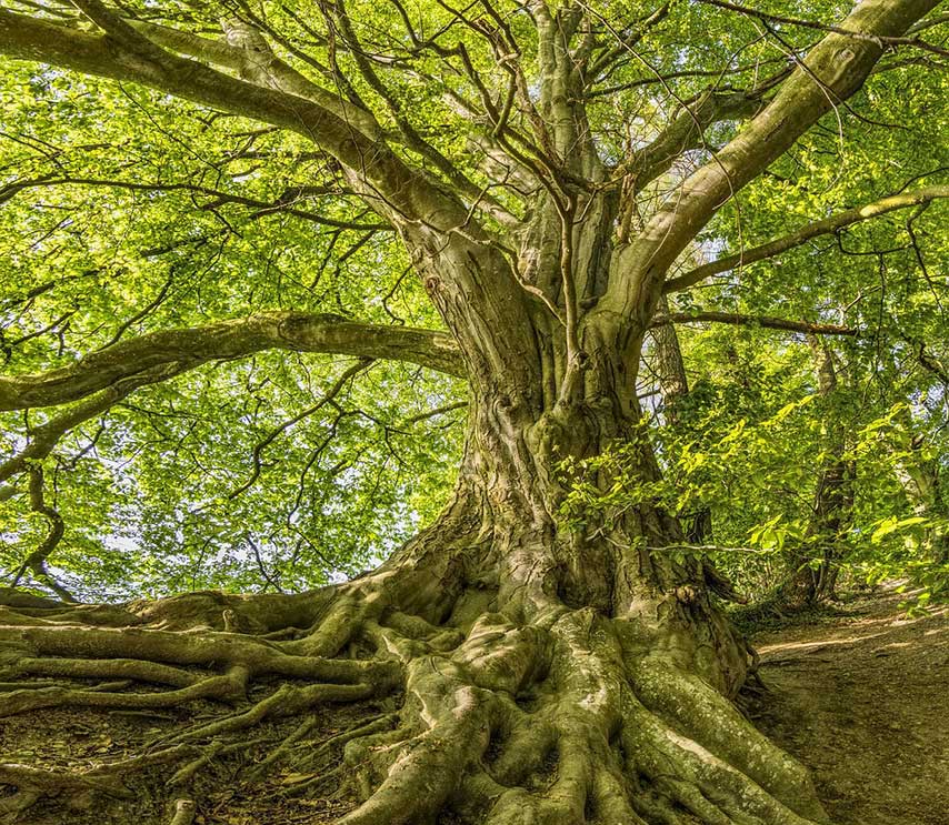 soins énergiétiques et thérapeutiques